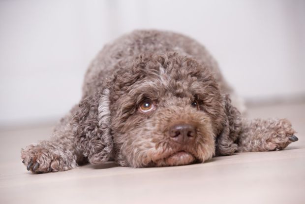 OecherDeal pr�sentiert Frank Kind Photography